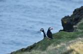 Puffins descansam e admiram a paisagem na ilha de Heimaey, no sul da Islândia